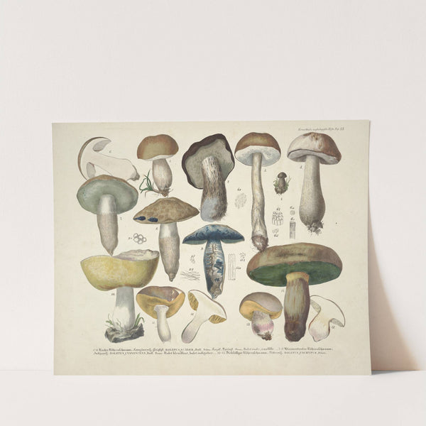 Naturgetreue Abblidungen und Beschreibungen der essbaren, schädlichen und verdächtigen Schwämme Pl.35 (1831-1846) by J. V. Krombholz