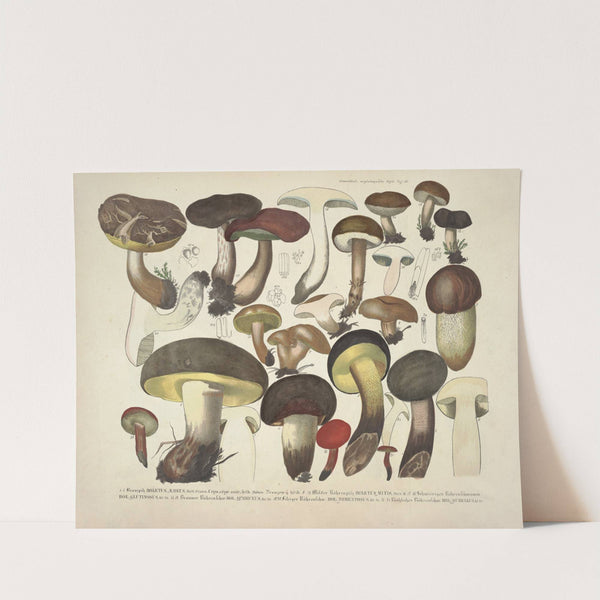 Naturgetreue Abblidungen und Beschreibungen der essbaren, schädlichen und verdächtigen Schwämme Pl.36 (1831-1846) by J. V. Krombholz