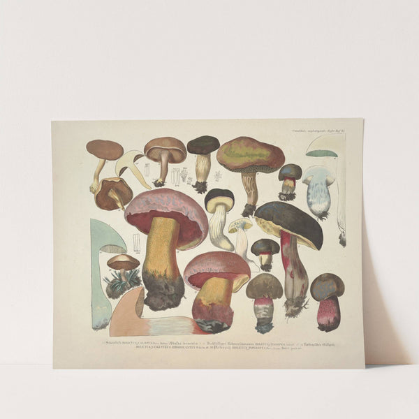 Naturgetreue Abblidungen und Beschreibungen der essbaren, schädlichen und verdächtigen Schwämme Pl.37 (1831-1846) by J. V. Krombholz