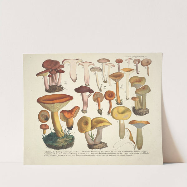 Naturgetreue Abblidungen und Beschreibungen der essbaren, schädlichen und verdächtigen Schwämme Pl.39 (1831-1846) by J. V. Krombholz