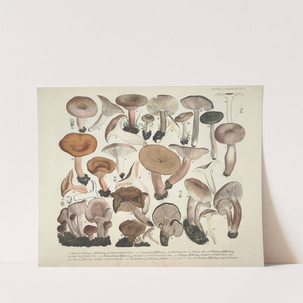 Naturgetreue Abblidungen und Beschreibungen der essbaren, schädlichen und verdächtigen Schwämme Pl.40 (1831-1846) by J. V. Krombholz