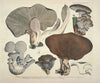 Naturgetreue Abblidungen und Beschreibungen der essbaren, schädlichen und verdächtigen Schwämme Pl.41
