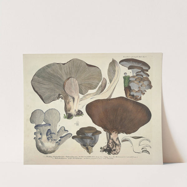 Naturgetreue Abblidungen und Beschreibungen der essbaren, schädlichen und verdächtigen Schwämme Pl.41 (1831-1846) by J. V. Krombholz