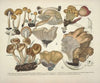 Naturgetreue Abblidungen und Beschreibungen der essbaren, schädlichen und verdächtigen Schwämme Pl.42