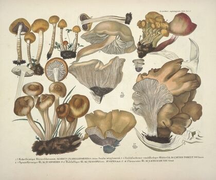 Naturgetreue Abblidungen und Beschreibungen der essbaren, schädlichen und verdächtigen Schwämme Pl.42
