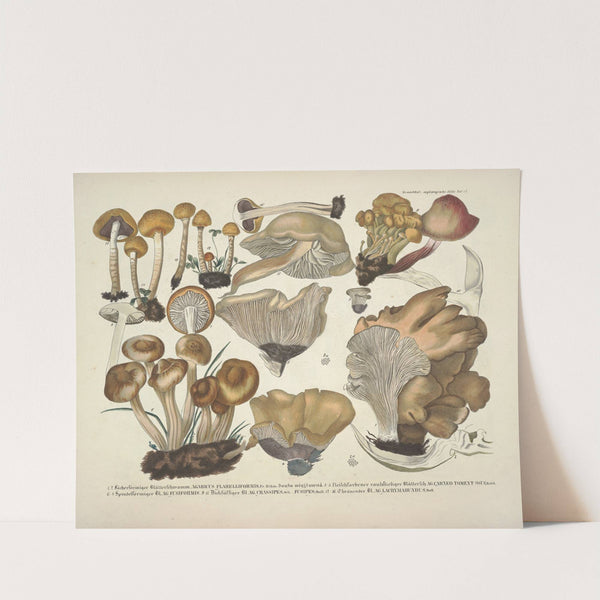 Naturgetreue Abblidungen und Beschreibungen der essbaren, schädlichen und verdächtigen Schwämme Pl.42 by J. V. Krombholz
