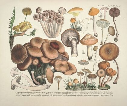 Naturgetreue Abblidungen und Beschreibungen der essbaren, schädlichen und verdächtigen Schwämme Pl.43