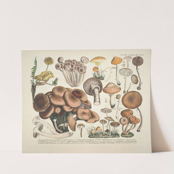 Naturgetreue Abblidungen und Beschreibungen der essbaren, schädlichen und verdächtigen Schwämme Pl.43 by J. V. Krombholz