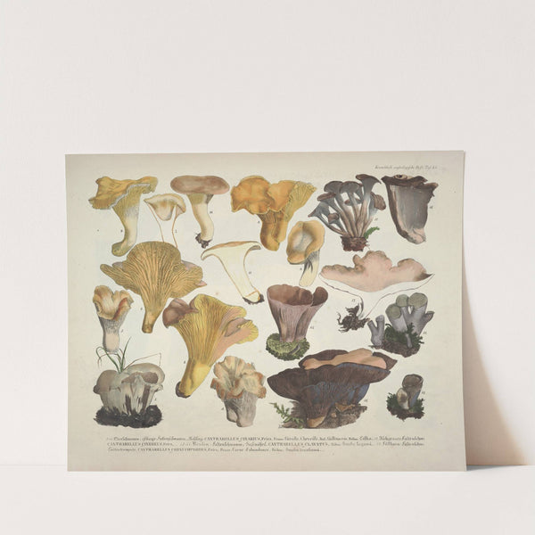 Naturgetreue Abblidungen und Beschreibungen der essbaren, schädlichen und verdächtigen Schwämme Pl.45 by J. V. Krombholz