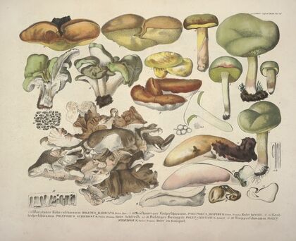 Naturgetreue Abblidungen und Beschreibungen der essbaren, schädlichen und verdächtigen Schwämme Pl.48