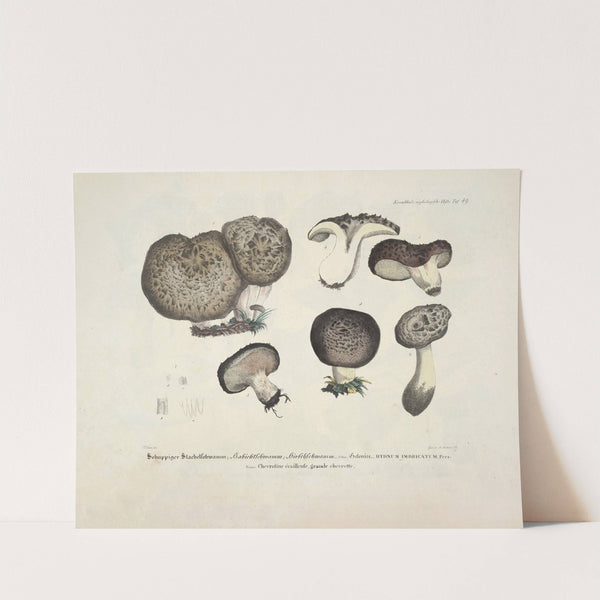 Naturgetreue Abblidungen und Beschreibungen der essbaren, schädlichen und verdächtigen Schwämme Pl.49 by J. V. Krombholz