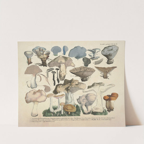 Naturgetreue Abblidungen und Beschreibungen der essbaren, schädlichen und verdächtigen Schwämme Pl.50 by J. V. Krombholz