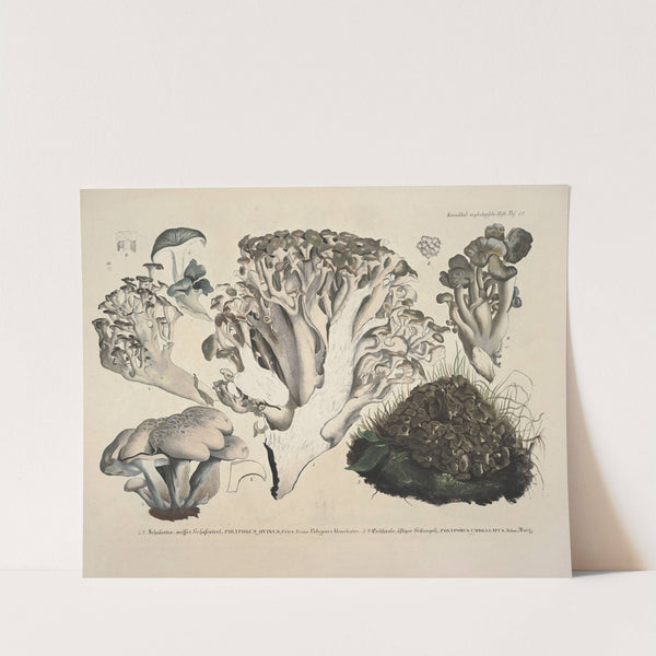 Naturgetreue Abblidungen und Beschreibungen der essbaren, schädlichen und verdächtigen Schwämme Pl.52 by J. V. Krombholz