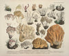 Naturgetreue Abblidungen und Beschreibungen der essbaren, schädlichen und verdächtigen Schwämme Pl.53