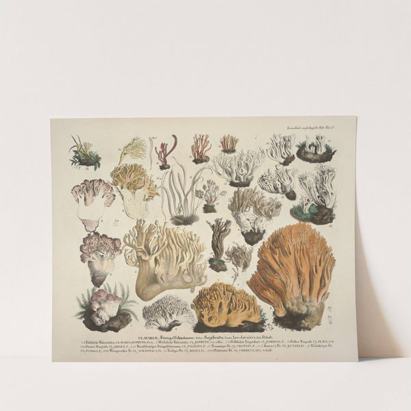 Naturgetreue Abblidungen und Beschreibungen der essbaren, schädlichen und verdächtigen Schwämme Pl.53 by J. V. Krombholz