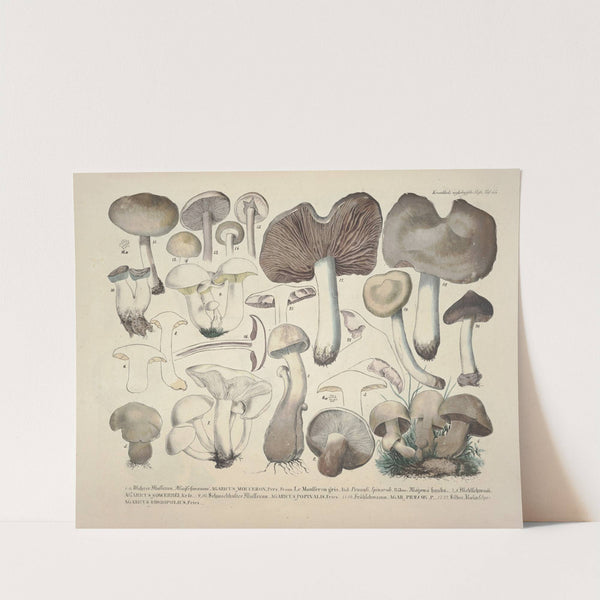 Naturgetreue Abblidungen und Beschreibungen der essbaren, schädlichen und verdächtigen Schwämme Pl.55 by J. V. Krombholz