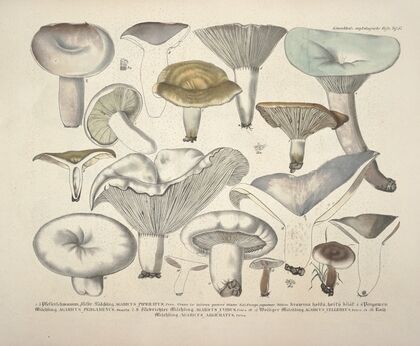 Naturgetreue Abblidungen und Beschreibungen der essbaren, schädlichen und verdächtigen Schwämme Pl.57