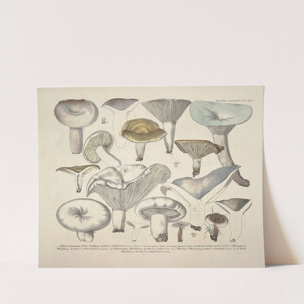 Naturgetreue Abblidungen und Beschreibungen der essbaren, schädlichen und verdächtigen Schwämme Pl.57 by J. V. Krombholz