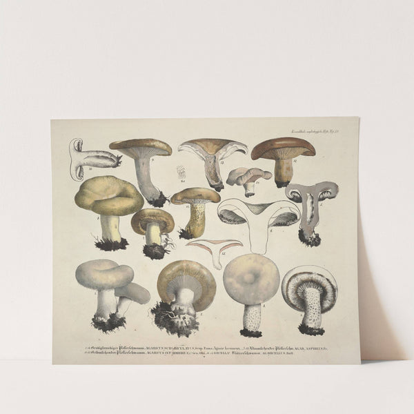 Naturgetreue Abblidungen und Beschreibungen der essbaren, schädlichen und verdächtigen Schwämme Pl.58 by J. V. Krombholz