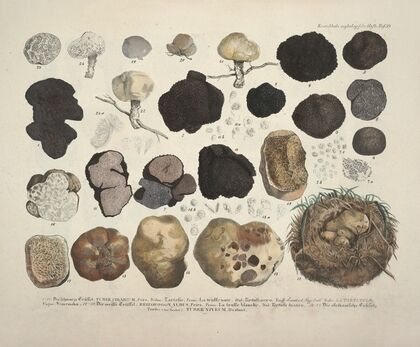 Naturgetreue Abblidungen und Beschreibungen der essbaren, schädlichen und verdächtigen Schwämme Pl.59