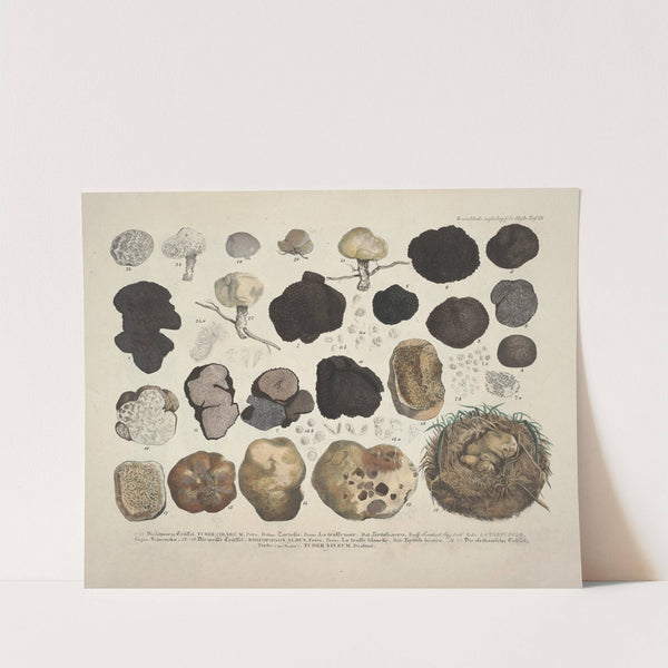 Naturgetreue Abblidungen und Beschreibungen der essbaren, schädlichen und verdächtigen Schwämme Pl.59 by J. V. Krombholz