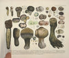 Naturgetreue Abblidungen und Beschreibungen der essbaren, schädlichen und verdächtigen Schwämme Pl.60