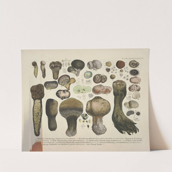 Naturgetreue Abblidungen und Beschreibungen der essbaren, schädlichen und verdächtigen Schwämme Pl.60 by J. V. Krombholz