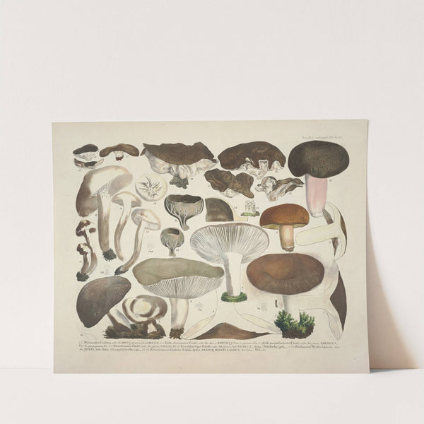 Naturgetreue Abblidungen und Beschreibungen der essbaren, schädlichen und verdächtigen Schwämme Pl.61 by J. V. Krombholz