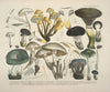 Naturgetreue Abblidungen und Beschreibungen der essbaren, schädlichen und verdächtigen Schwämme Pl.62