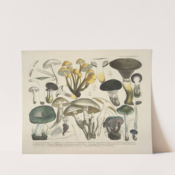 Naturgetreue Abblidungen und Beschreibungen der essbaren, schädlichen und verdächtigen Schwämme Pl.62 (1831-1846) by J. V. Krombholz