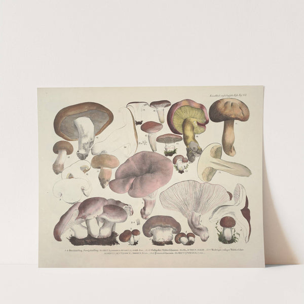 Naturgetreue Abblidungen und Beschreibungen der essbaren, schädlichen und verdächtigen Schwämme Pl.63 (1831-1846) by J. V. Krombholz