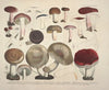 Naturgetreue Abblidungen und Beschreibungen der essbaren, schädlichen und verdächtigen Schwämme Pl.64