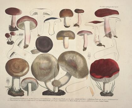 Naturgetreue Abblidungen und Beschreibungen der essbaren, schädlichen und verdächtigen Schwämme Pl.64