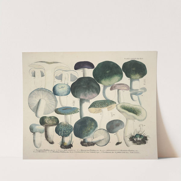 Naturgetreue Abblidungen und Beschreibungen der essbaren, schädlichen und verdächtigen Schwämme Pl.67 (1831-1846) by J. V. Krombholz