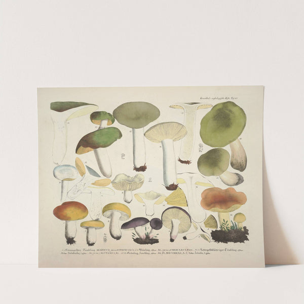 Naturgetreue Abblidungen und Beschreibungen der essbaren, schädlichen und verdächtigen Schwämme Pl.68 (1831-1846) by J. V. Krombholz