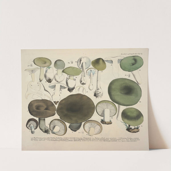 Naturgetreue Abblidungen und Beschreibungen der essbaren, schädlichen und verdächtigen Schwämme Pl.69 (1831-1846) by J. V. Krombholz