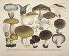 Naturgetreue Abblidungen und Beschreibungen der essbaren, schädlichen und verdächtigen Schwämme Pl.70