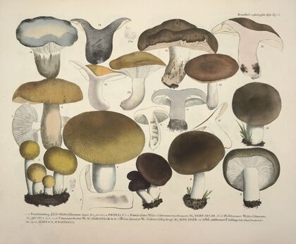 Naturgetreue Abblidungen und Beschreibungen der essbaren, schädlichen und verdächtigen Schwämme Pl.70