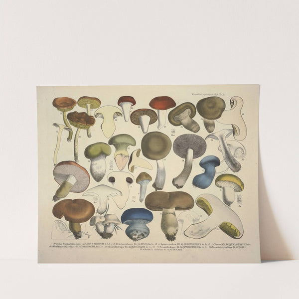 Naturgetreue Abblidungen und Beschreibungen der essbaren, schädlichen und verdächtigen Schwämme Pl.71 (1831-1846) by J. V. Krombholz