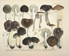 Naturgetreue Abblidungen und Beschreibungen der essbaren, schädlichen und verdächtigen Schwämme Pl.72