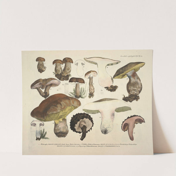 Naturgetreue Abblidungen und Beschreibungen der essbaren, schädlichen und verdächtigen Schwämme Pl.74 by J. V. Krombholz