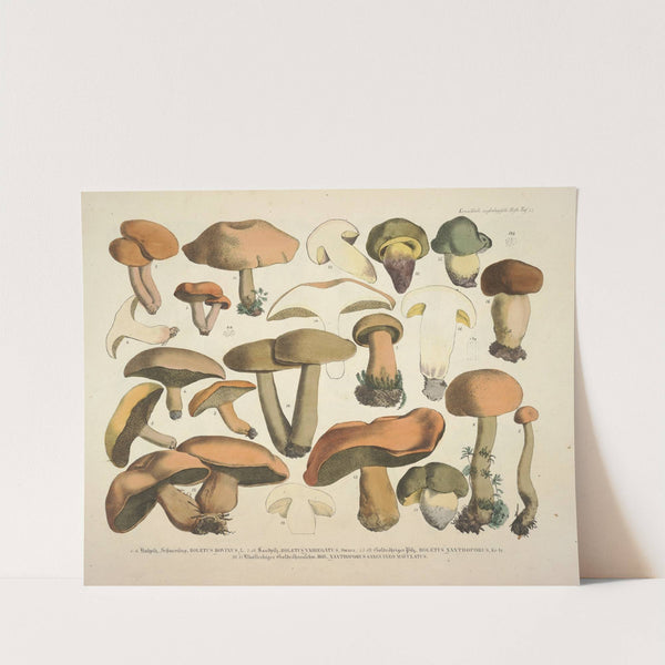 Naturgetreue Abblidungen und Beschreibungen der essbaren, schädlichen und verdächtigen Schwämme Pl.75 by J. V. Krombholz