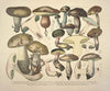 Naturgetreue Abblidungen und Beschreibungen der essbaren, schädlichen und verdächtigen Schwämme Pl.76