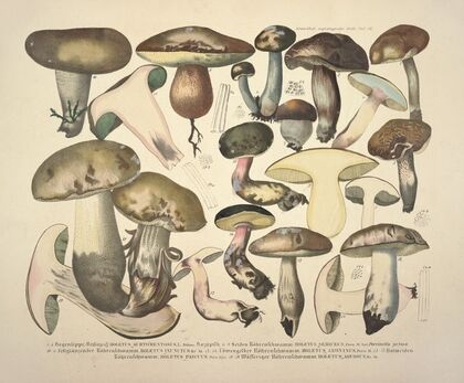 Naturgetreue Abblidungen und Beschreibungen der essbaren, schädlichen und verdächtigen Schwämme Pl.76