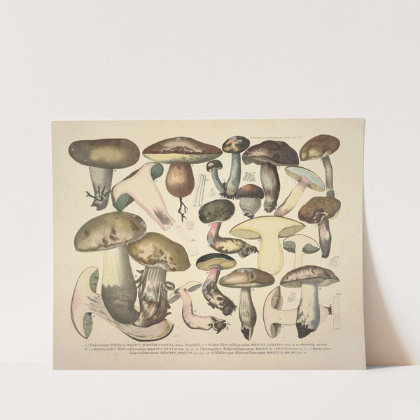 Naturgetreue Abblidungen und Beschreibungen der essbaren, schädlichen und verdächtigen Schwämme Pl.76 by J. V. Krombholz