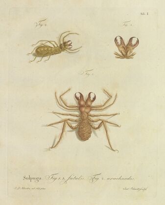 Natursystem der ungeflügelten insekten Pl.01 (1797)