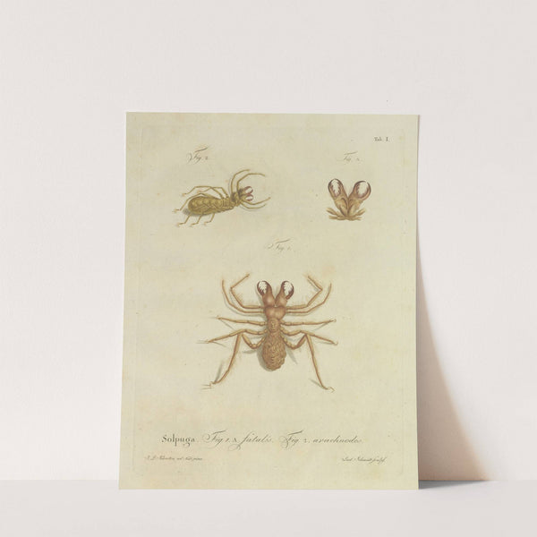 Natursystem der ungeflügelten insekten Pl.01 (1797) by Johann Friedrich Wilhelm Herbst