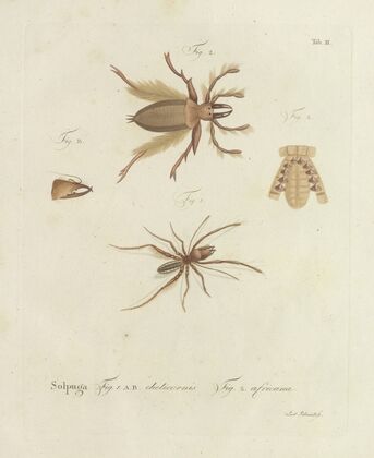 Natursystem der ungeflügelten insekten Pl.02 (1797)