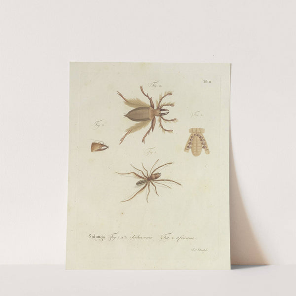 Natursystem der ungeflügelten insekten Pl.02 (1797) by Johann Friedrich Wilhelm Herbst