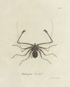 Natursystem der ungeflügelten insekten Pl.03 (1797)